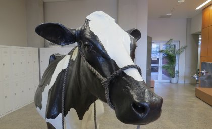 UQ's life-size simulated cow - Mrs O'Leary